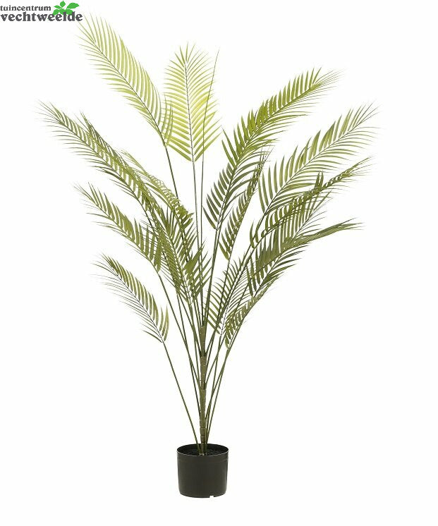Areca Palm I/pot D80h152cm Groen