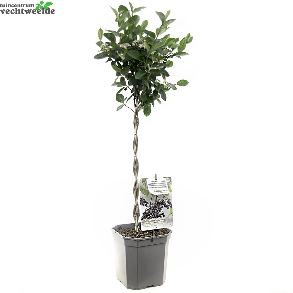 Aronia Melanocarpa Appelbes Op Stam
