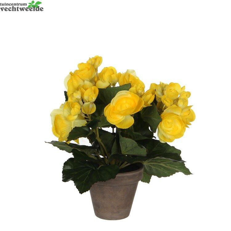 Begonia D20h25cm Geel (Zijde-plant)