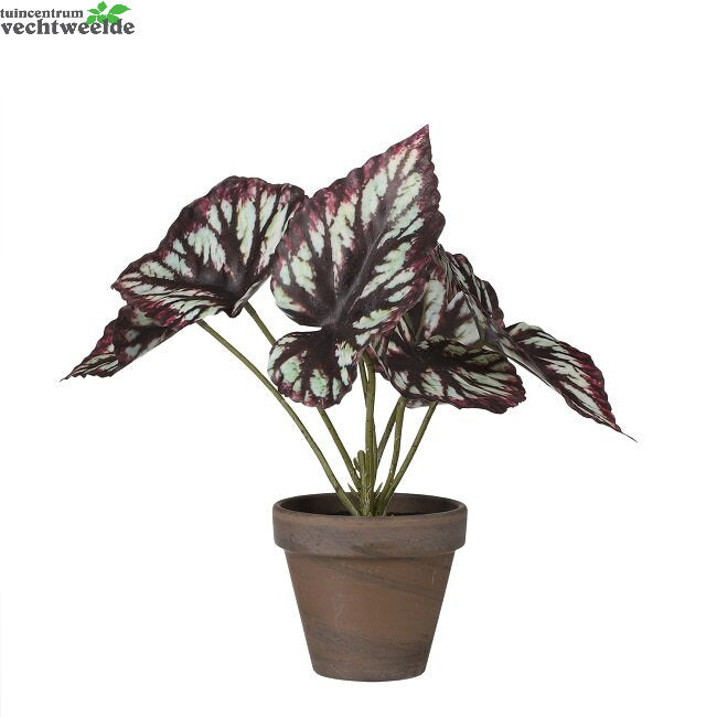 Begonia In Pot L30b22h24cm Paars (Zijde-plant)