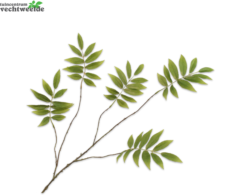 Bladtak L107cm Groen