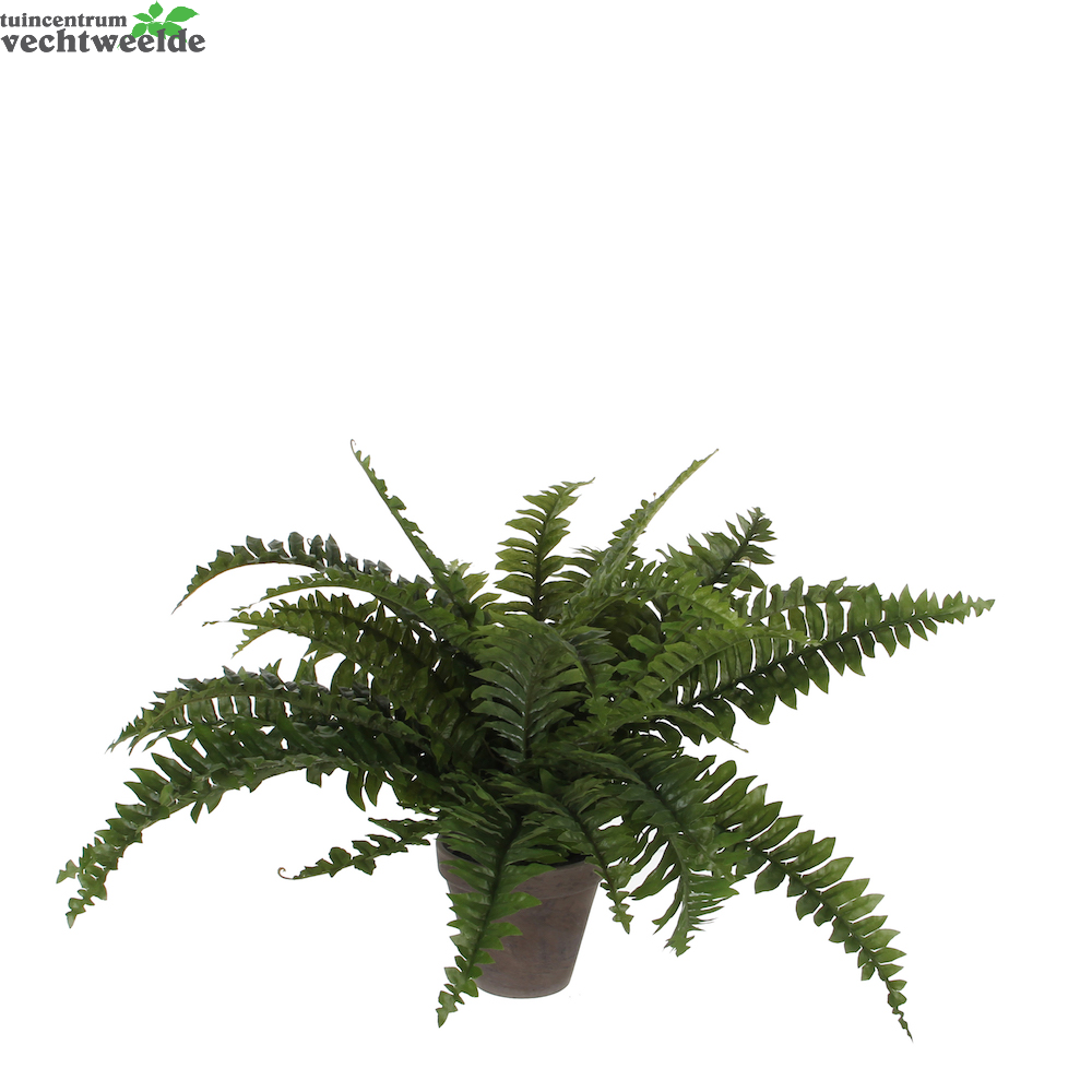 Boston Varen In Pot D50h42cm Groen (Zijde-plant)