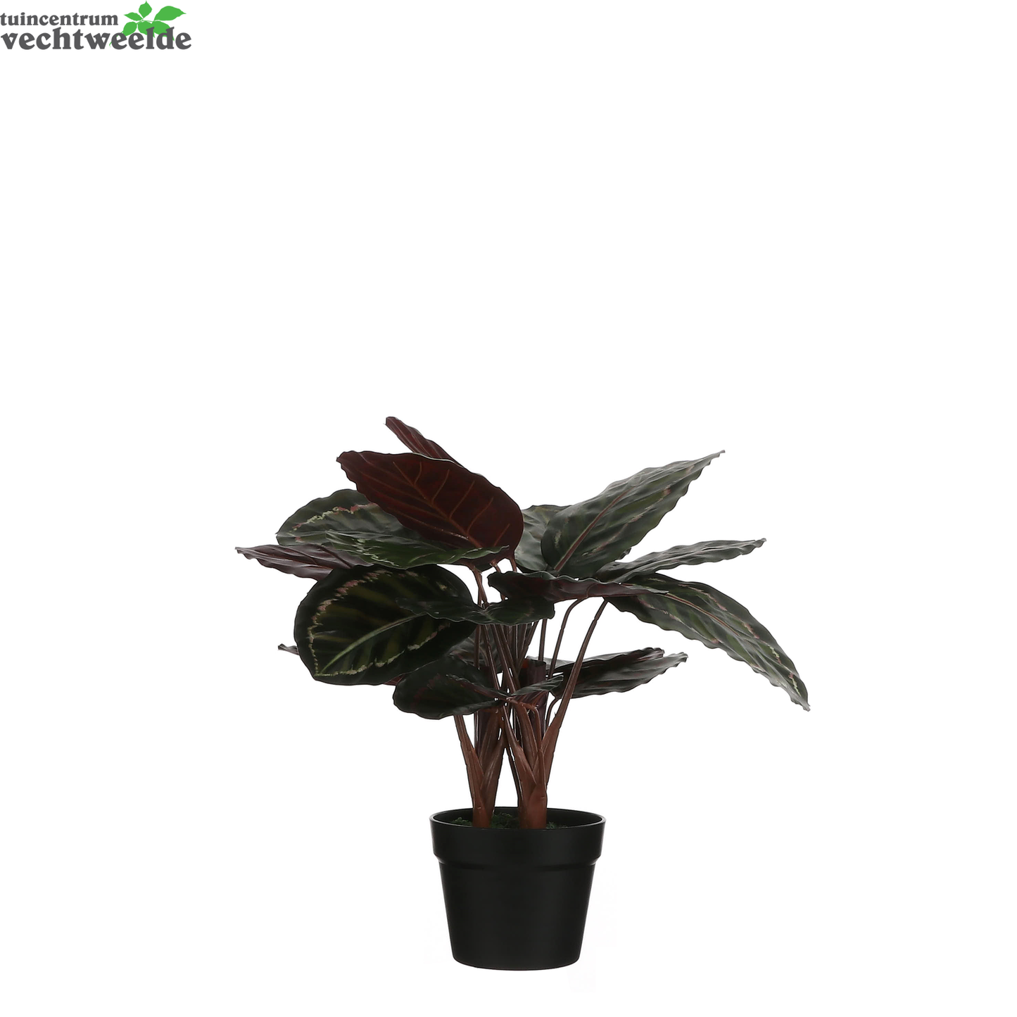 Calathea Roseopict In Pot D40h60 Groen (Zijde-plant)