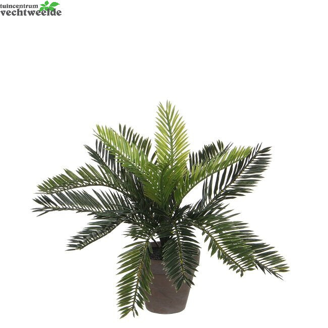 Cycas Palm In Pot D34h33cm Groen (Zijde-plant)