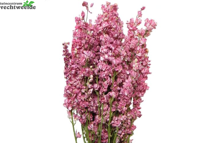 Delphinium Roze In Hoes 250g
