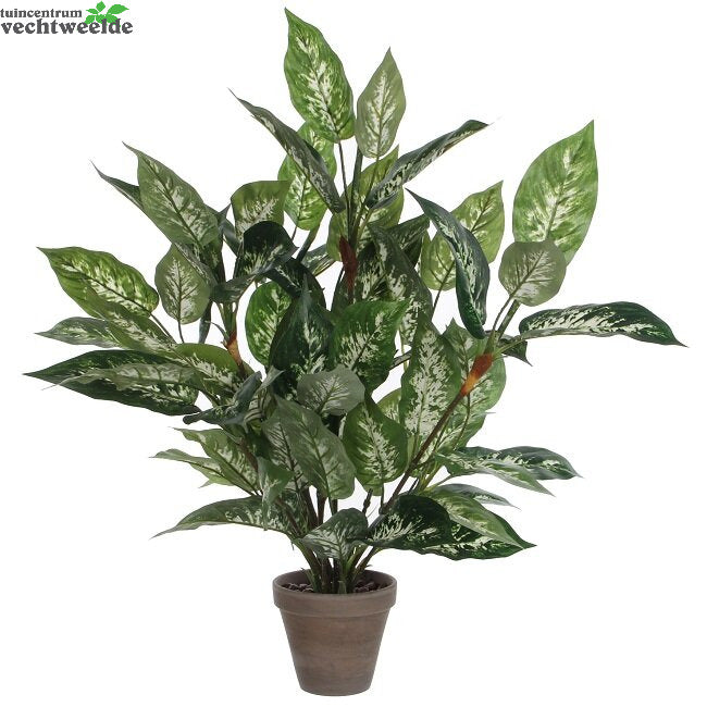 Dieffenbachia Bld In Pot D55h70 Grn (Zijde-plant)