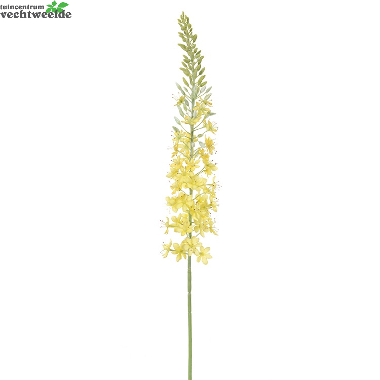 Eremurussteel L105cm Geel