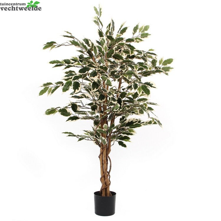 Ficus Hawaii In Pot D70h110cm Groen (Zijde-plant)