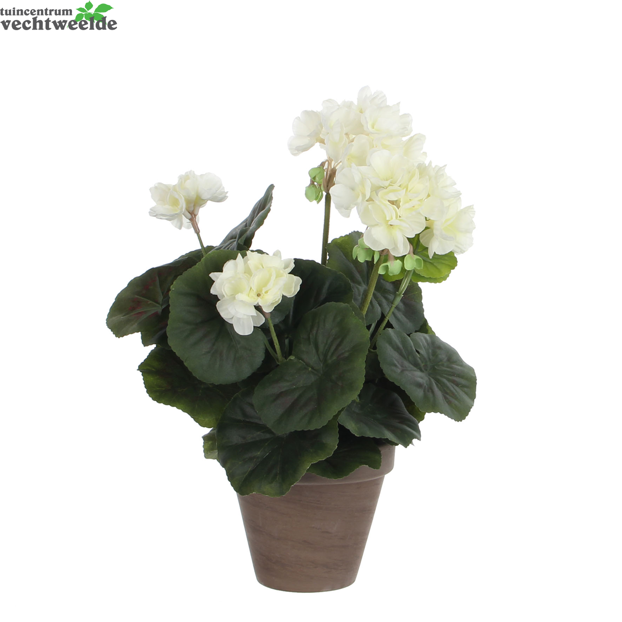 Geranium Groot D20h34cm Creme (Zijde-plant)