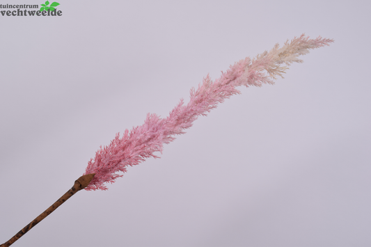 Graspluimsteel L99cm Roze (Zijde-tak)