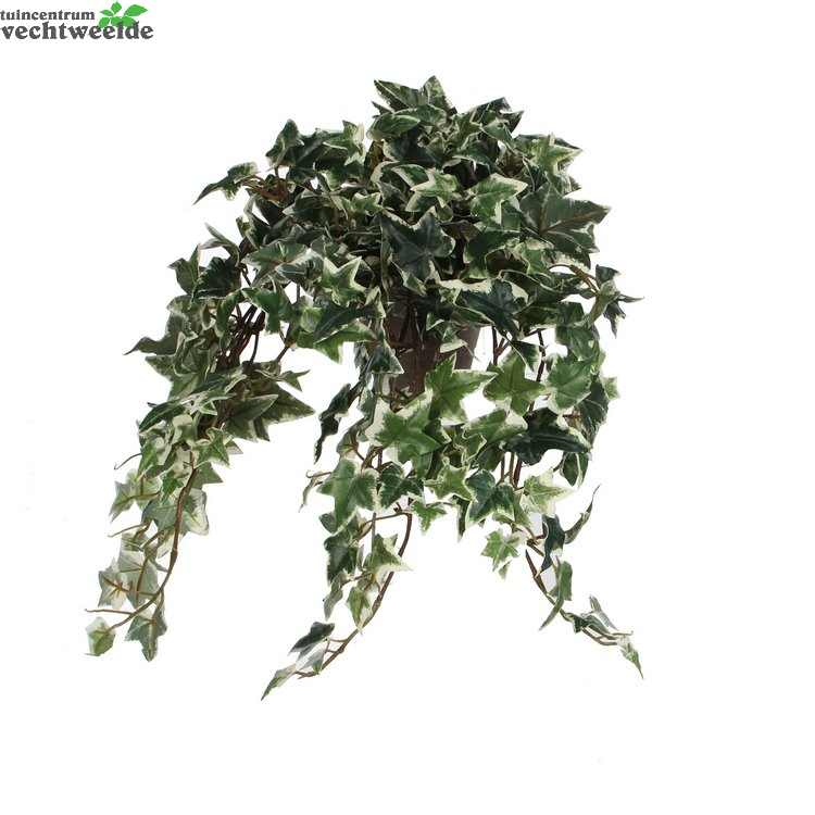 Hedera Hangpot L45b25h25cm Groen (Zijde-plant)