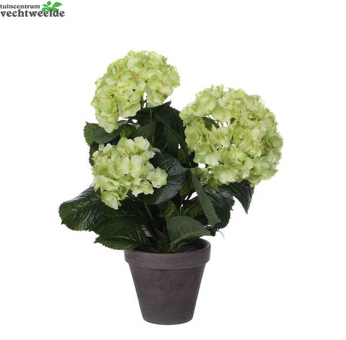 Hortensia In Pot D35h40cm Groen (Zijde-plant)
