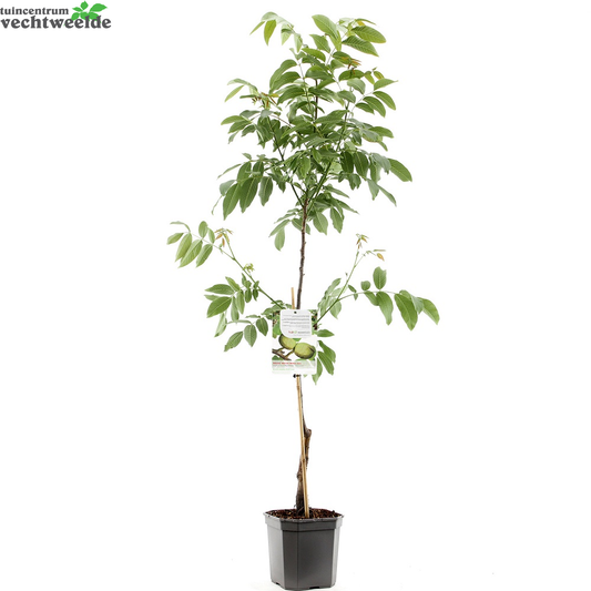 Juglans Regia Buccaneer Spil