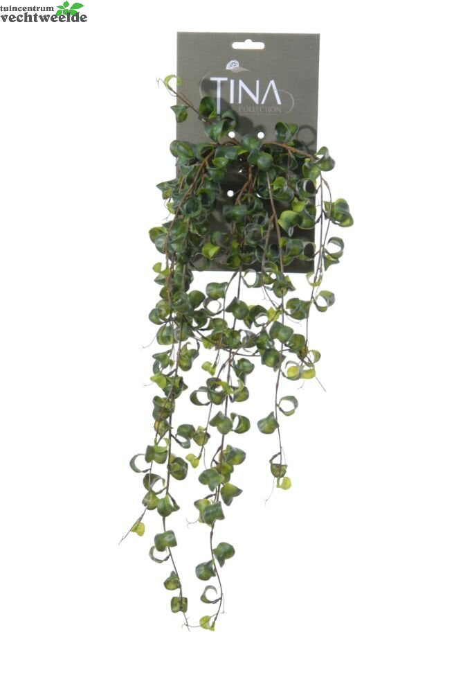 Krulficus Hanger L50cm Groen Hanger (Zijde-plant)