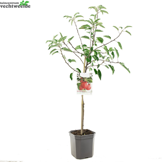 Malus Dom. Braeburn Struik P24
