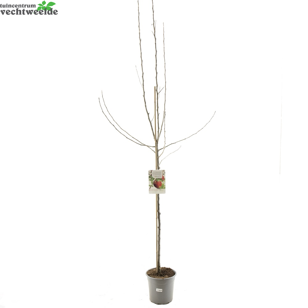 Malus Dom. Rode Jonagold 27 H120cm