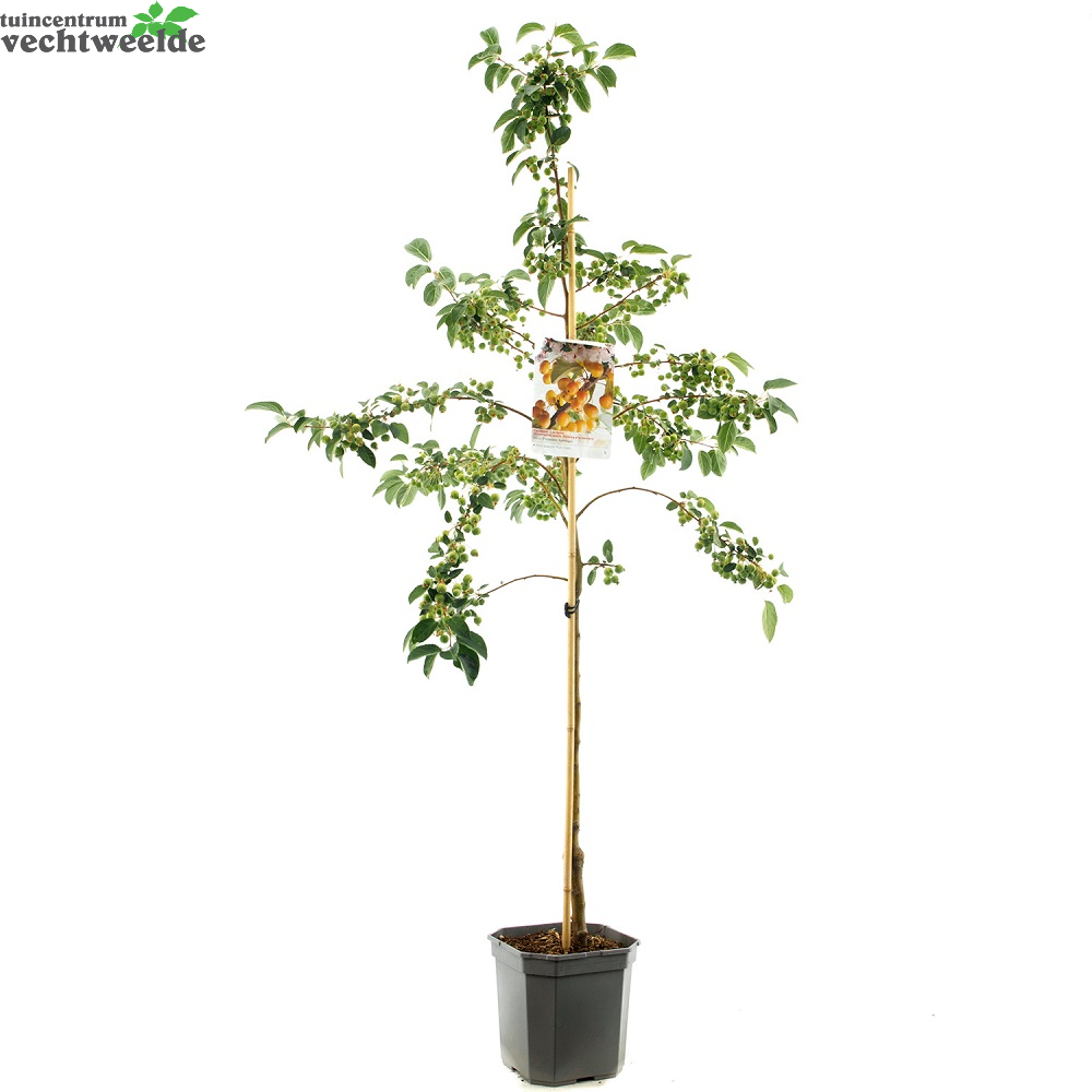 Malus Proff. Sprengerstruik P24