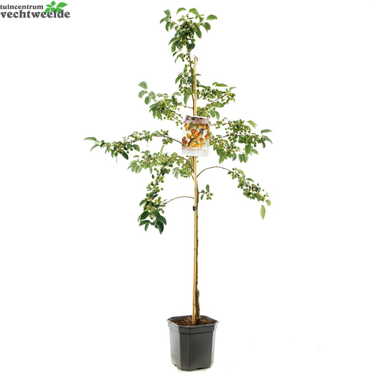 Malus Proff. Sprengerstruik P24