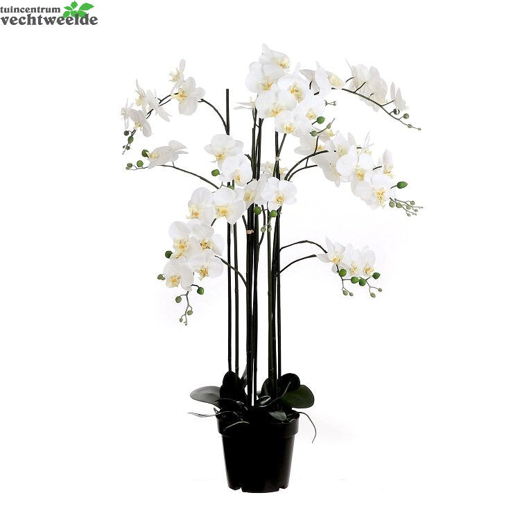 Orchidee In Pot L35b35h117cm Creme (Zijde-plant)