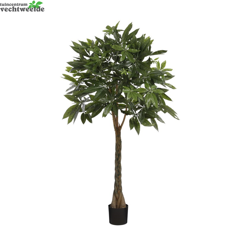 Pachira In Pot D50h120cm Groen