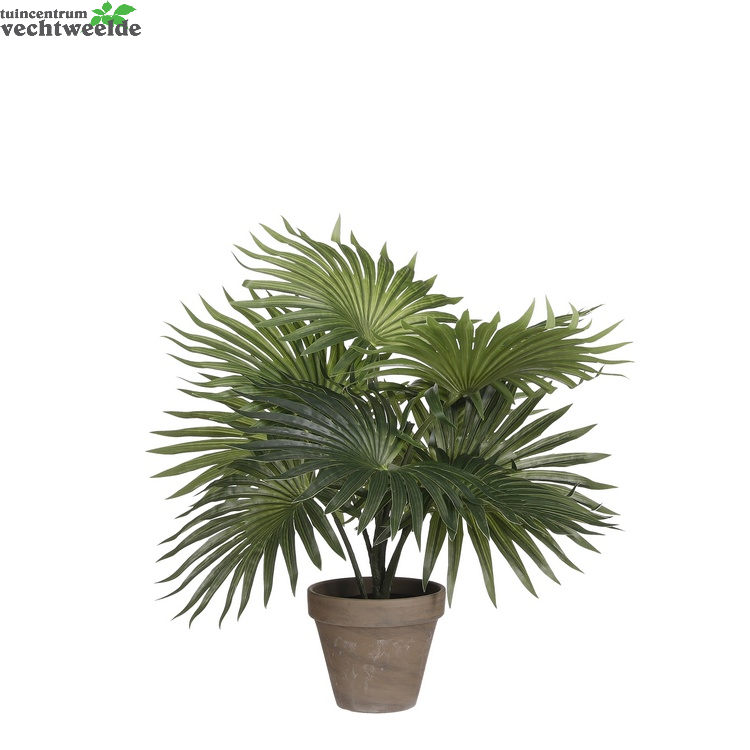 Palm In Pot D35h40cm Groen