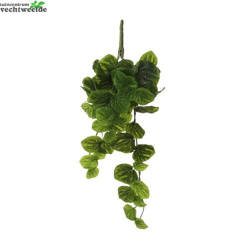 Peperomia Hang L58b20h14cm Groen (Zijde-plant)