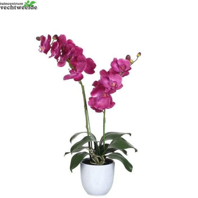 Phalaenopsis In Pot D38h66cm Paars (Zijde-plant)