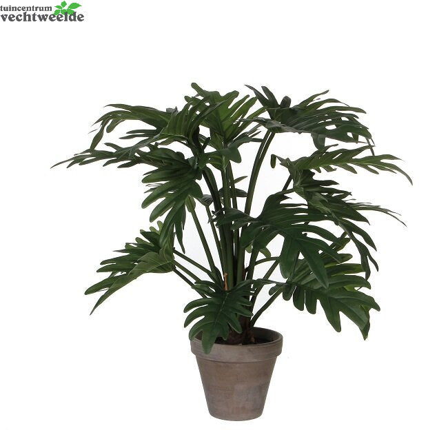 Philodendron Selloum In Pot H50 Groen (Zijde-plant)