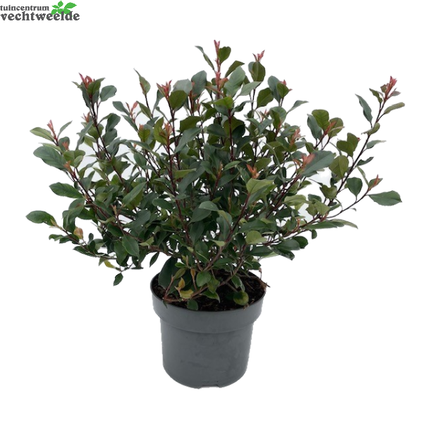 Photinia Fraseri 'Red Robin' H40-60cm.
