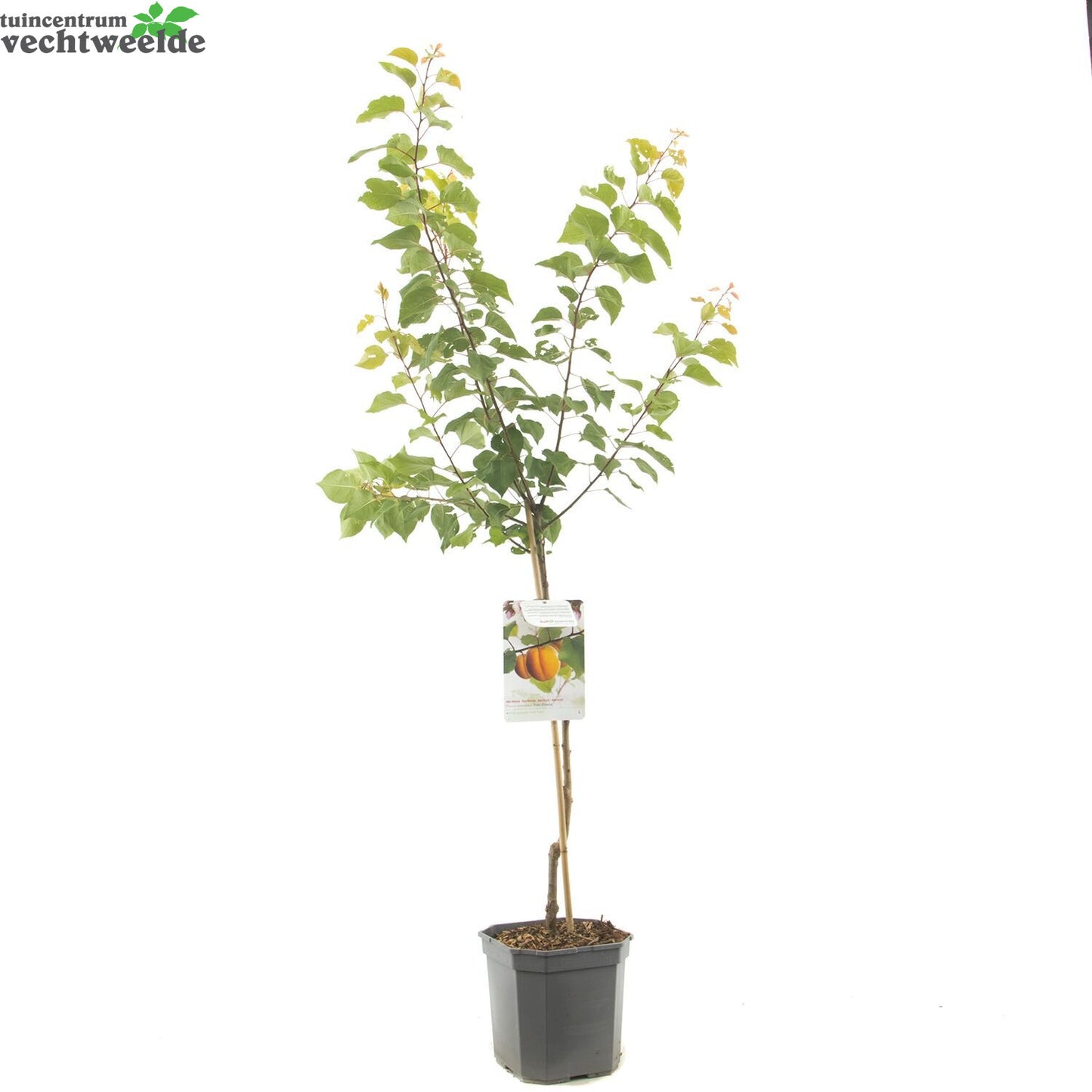 Prunus Armeniaca