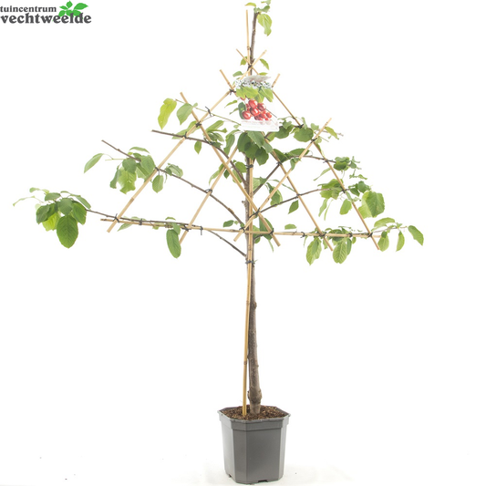 Prunus Avium Stellalei P24