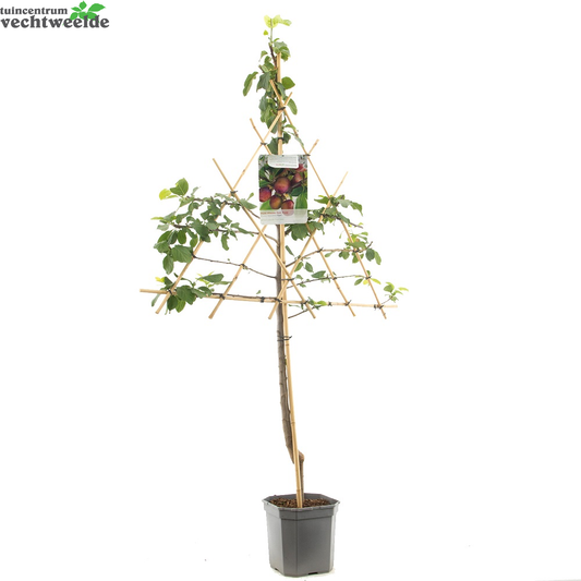 Prunus D. 'Opal'