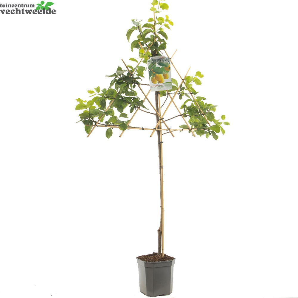 Prunus Dom. Reine Cl. DOullins P24