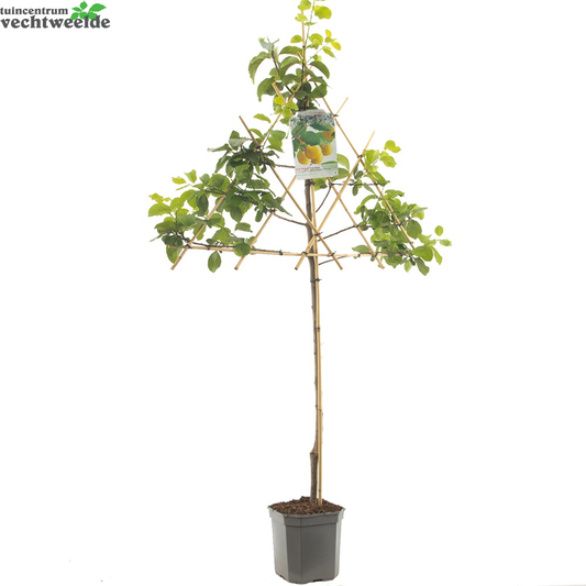 Prunus Dom. Reine Cl. DOullins P24
