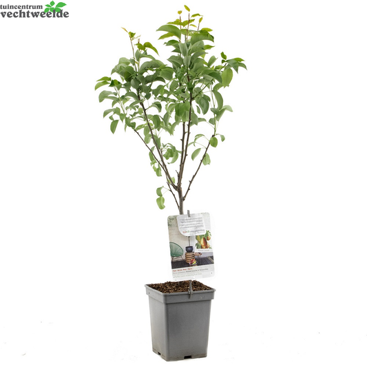 Pyrus Bonne Louise DAvranches P22