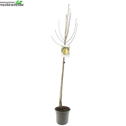 Pyrus Com Williams P27 H120cm