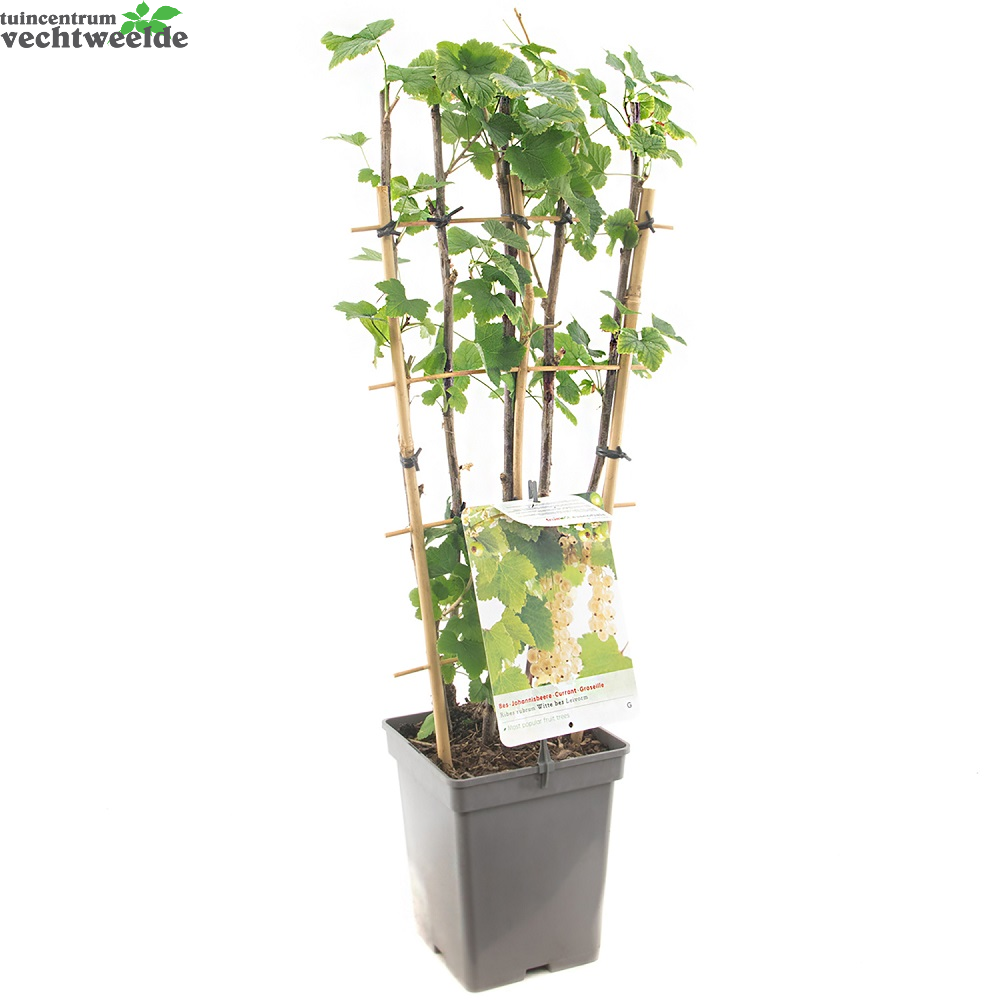 Ribes R. Witte Parel Leivorm Vp5