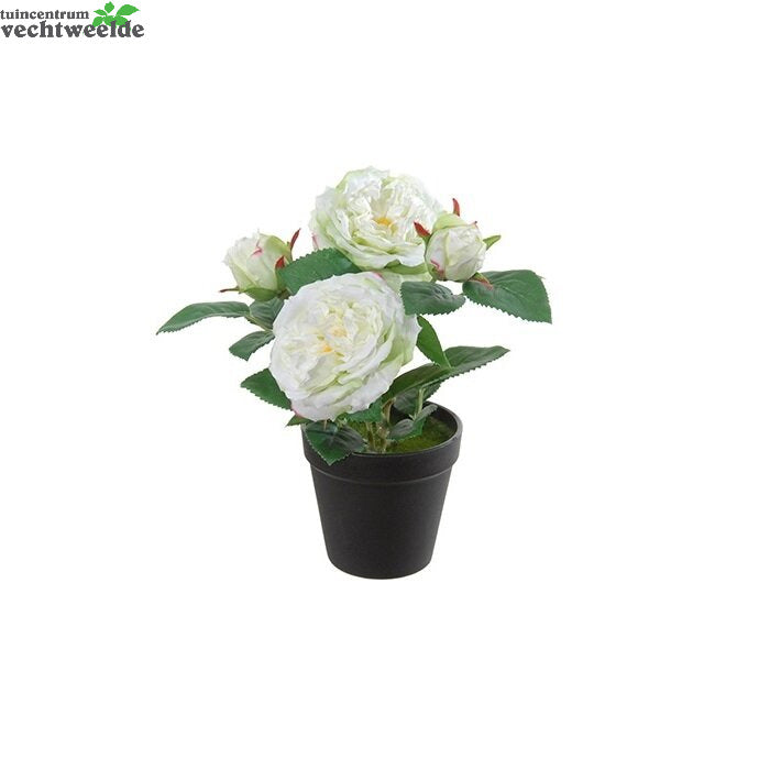 Roos In Pot H28cmwit/groen (Zijde-plant)