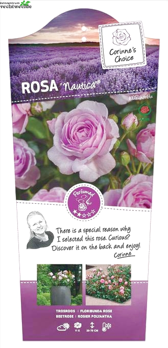 Rosa 'Nautica'®