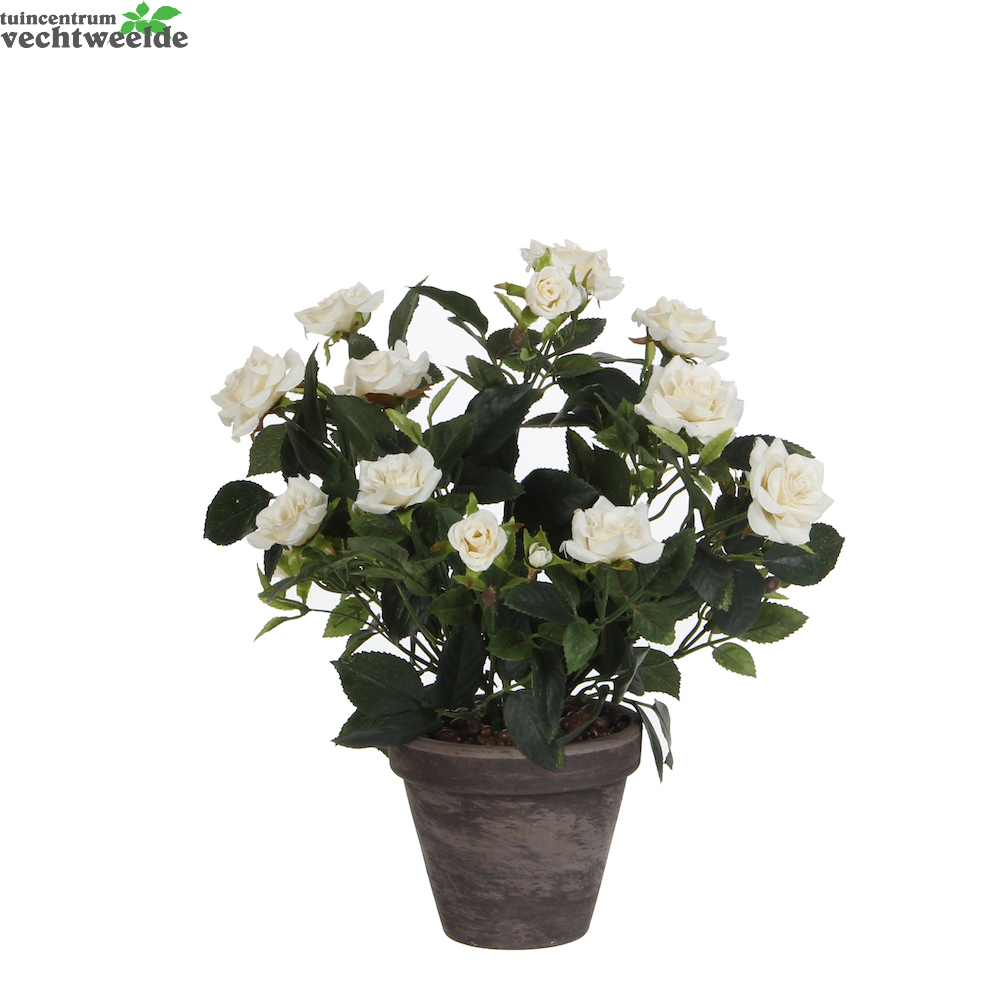 Rozenstruik D25h33cm Wit In Pot (Zijde-plant)