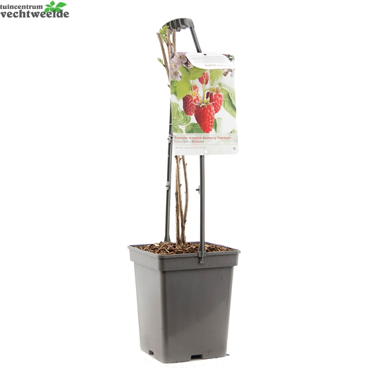Rubus Id Tulameen Vp5
