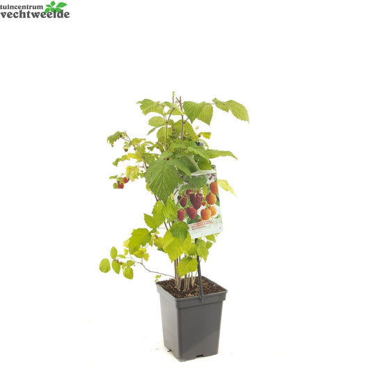 Rubus Ideaus Quatro- Framboos