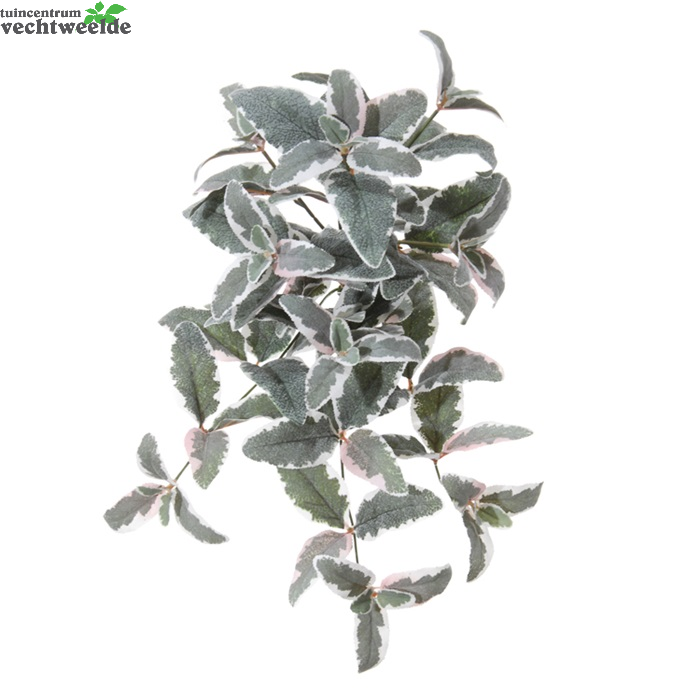 Salvia L50cm Head Wit Roze (Zijde-plant)