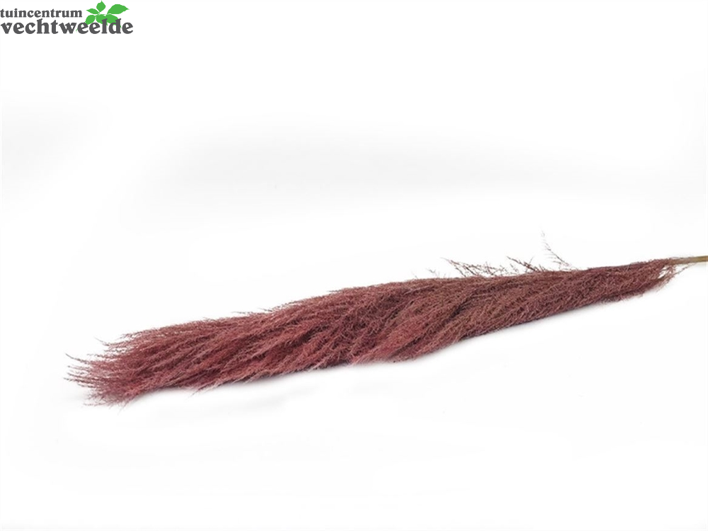 Steel Cortaderia Super L165cm Roze