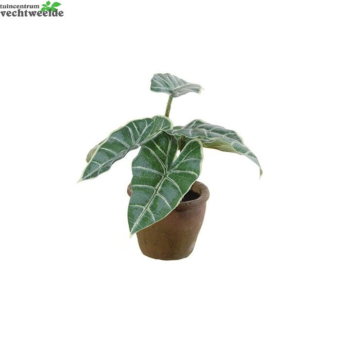 Syngonium In Pot H25cmgroen (Zijde-plant)