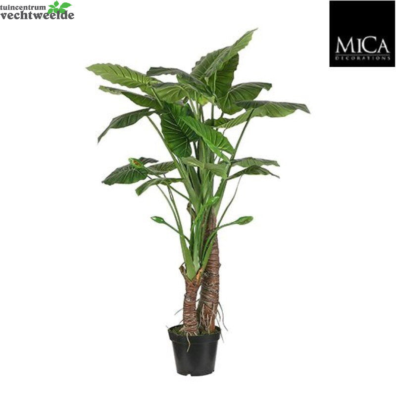 Taro In Pot D100h160cm Groen (Zijde-plant)