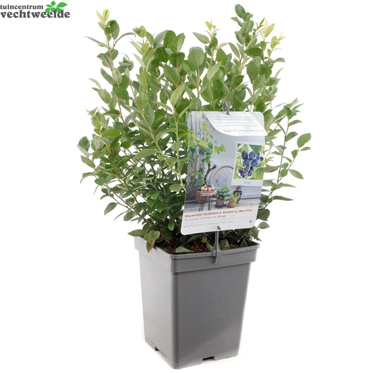 Vaccinium Cor. 'Alvar'