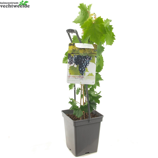 Vitis 'Regent'