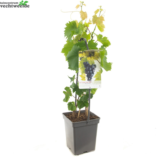 Vitis Vin Muscat Blue Vp5