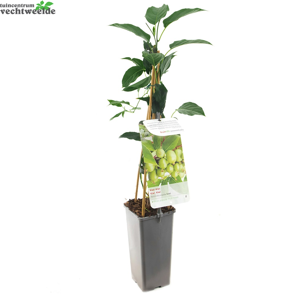  Actinidia Arguta 'Issai'